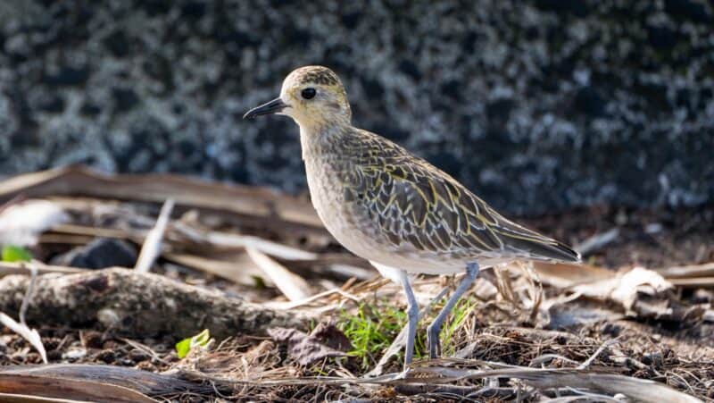 Kōlea, a Pacific golden plover in mottled brown-and-gold winter plumage, standing before a lichen-covered lava wall