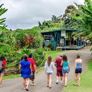 A Kona Coffee Farm Tour at the Greenwell farm