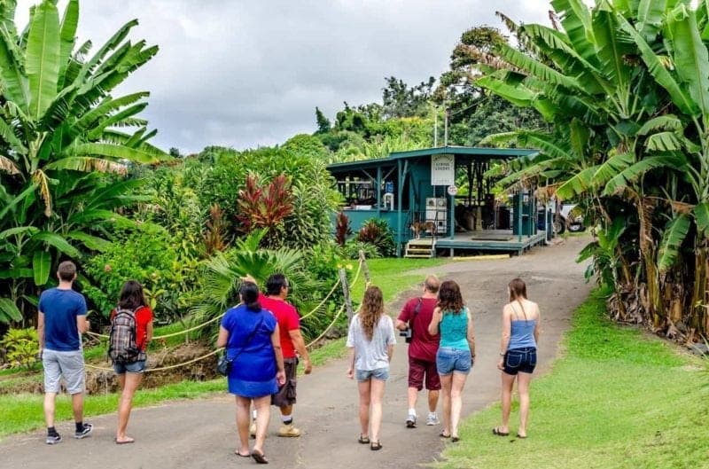 A Kona Coffee Farm Tour at the Greenwell farm