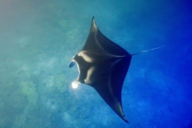 Manta ray feeding with its mouth wide open above the reef off the Kona coast