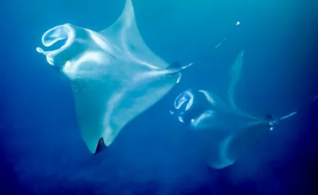 Two manta rays circling in open blue water off the Big Island's Kona coast