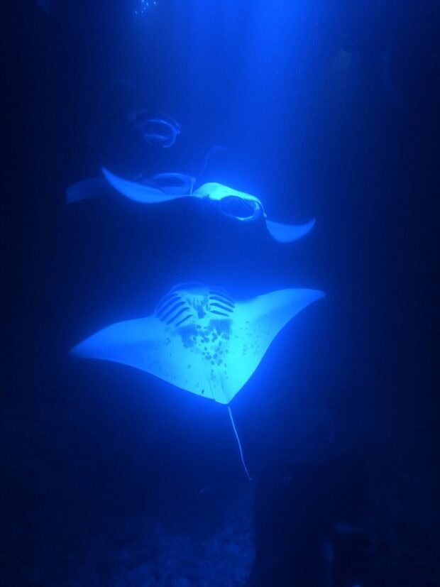 Two manta rays lit by dive lights during a night snorkel off Kona, spotted undersides visible