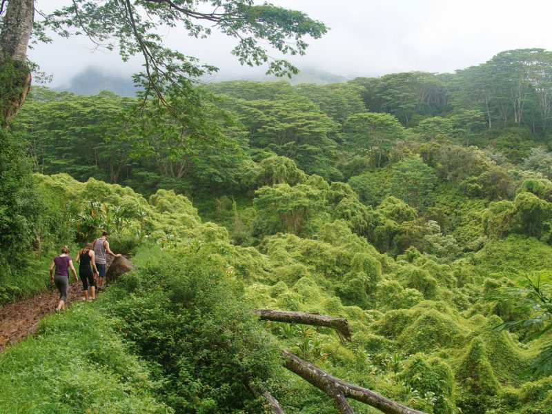 The Kuilau Ridge Trail on Kauaʻi