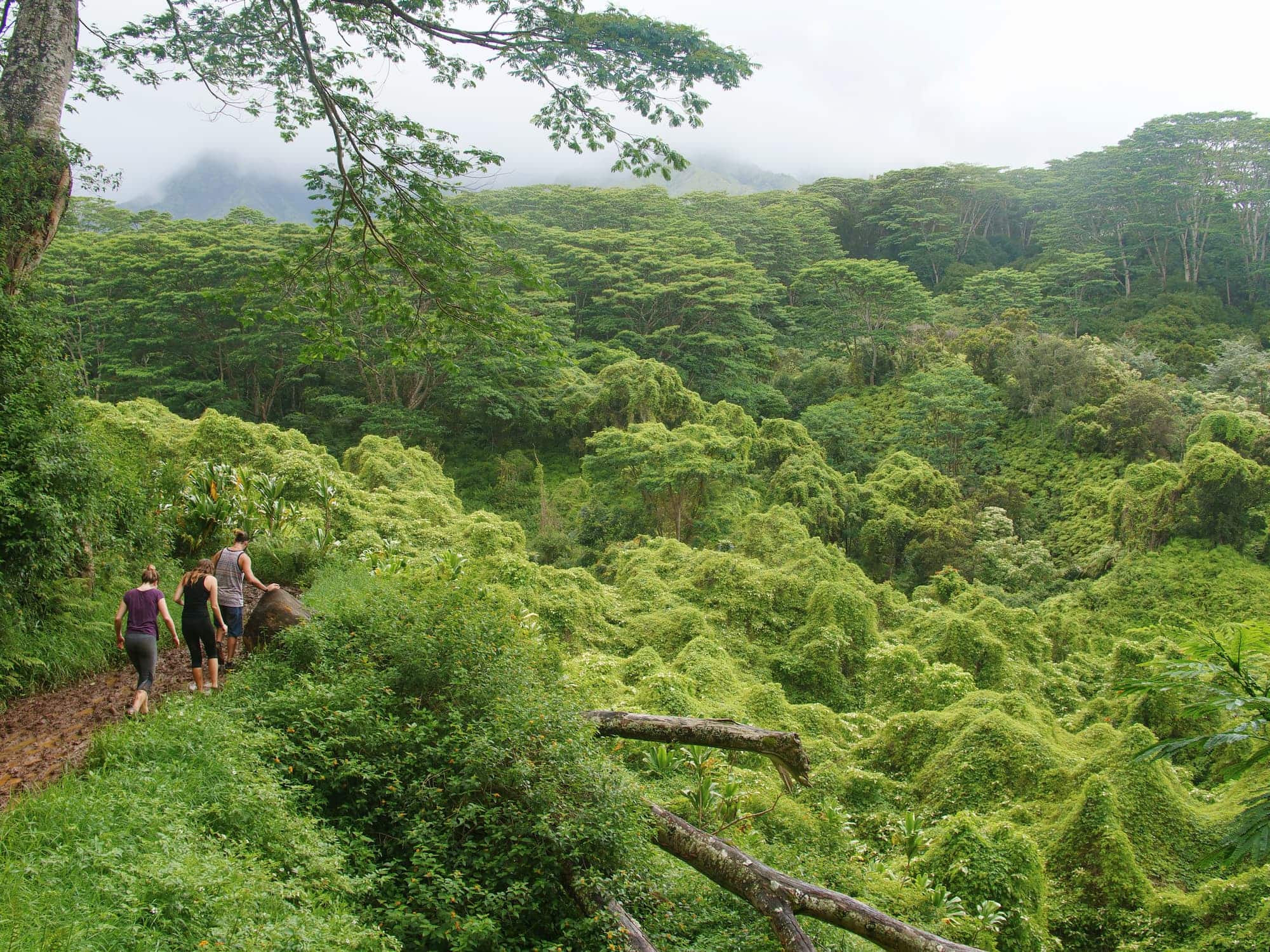 Our 15 favorite easy, intermediate, and difficult hikes on Kauaʻi