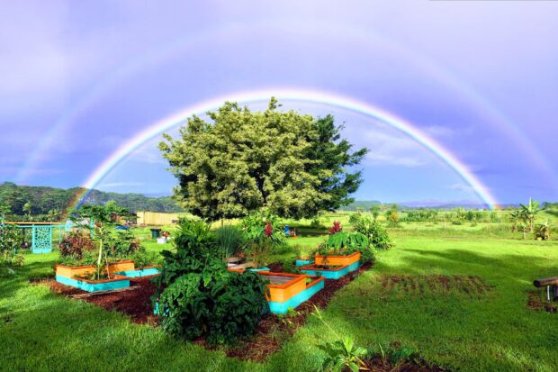 Kulaniapia farm