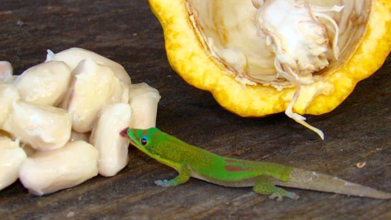 Gecko with cacao beans