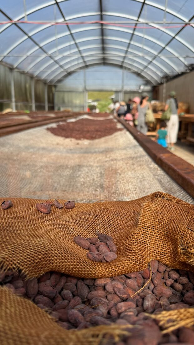 Cacao beans spread out to dry in the processing area at Lavaloha Chocolate Farm, Hilo, Big Island Hawaii