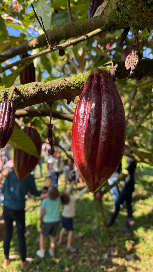 Ripe cacao pods hanging on a branch in the foreground with a blurred tour group in the orchard behind, Lavaloha Farm, Hilo