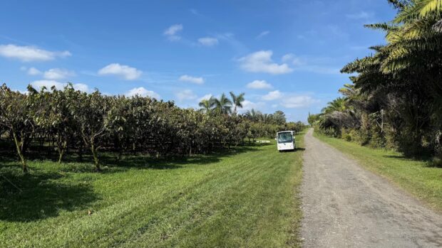 Electric tour bus parked beside cacao orchard rows at Lavaloha Chocolate Farm, Hilo, Big Island