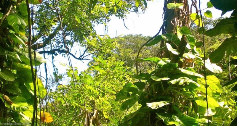 Lush forests on the Hamakua Coast