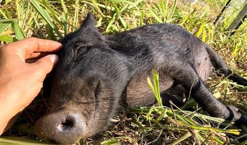 black pig getting petted