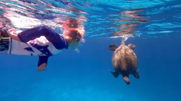 Turtle Canyon Snorkel Excursion (large group, super affordable)