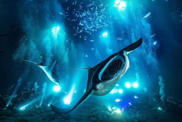 manta ray night dive