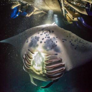 People hanging onto floatation device watching a manta ray