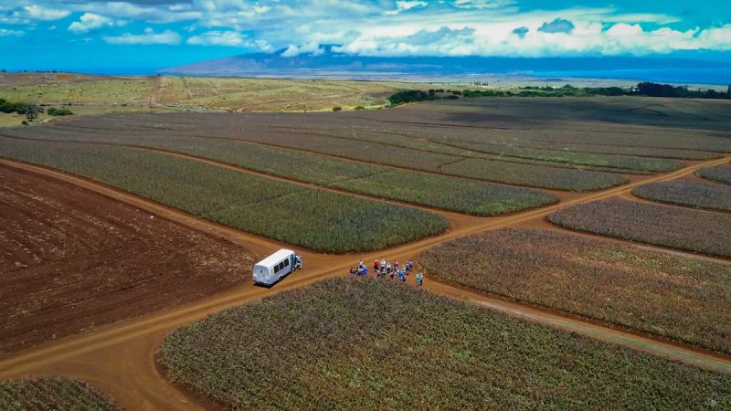 maui gold pineapple tour drone shot