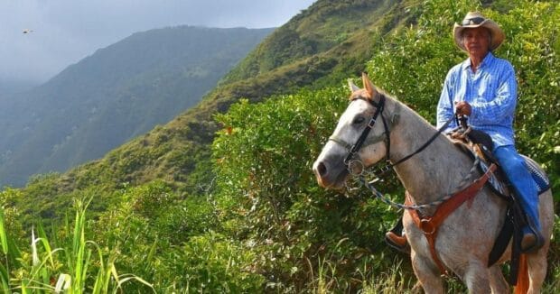 Rider in a straw cowboy hat on a gray-white horse on a green ridge, Maui Mountain Activities horseback ride