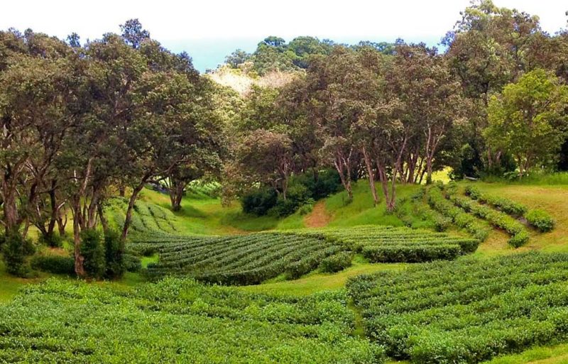 Mauna Kea tea field