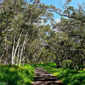 Mauna Loa Access Road