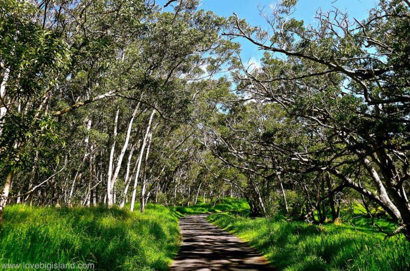 Mauna Loa Access Road