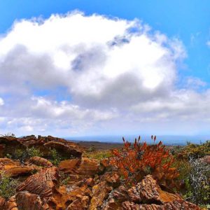 Mauna Loa from Volcano Village