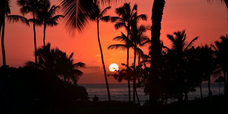 the setting sun through palm trees on the south Kona coast 
