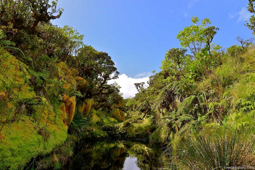 Waipi'o valley