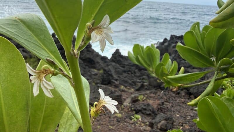 Coastal naupaka shrub on black lava above the surf, its white flowers each blooming as a one-sided half-flower.