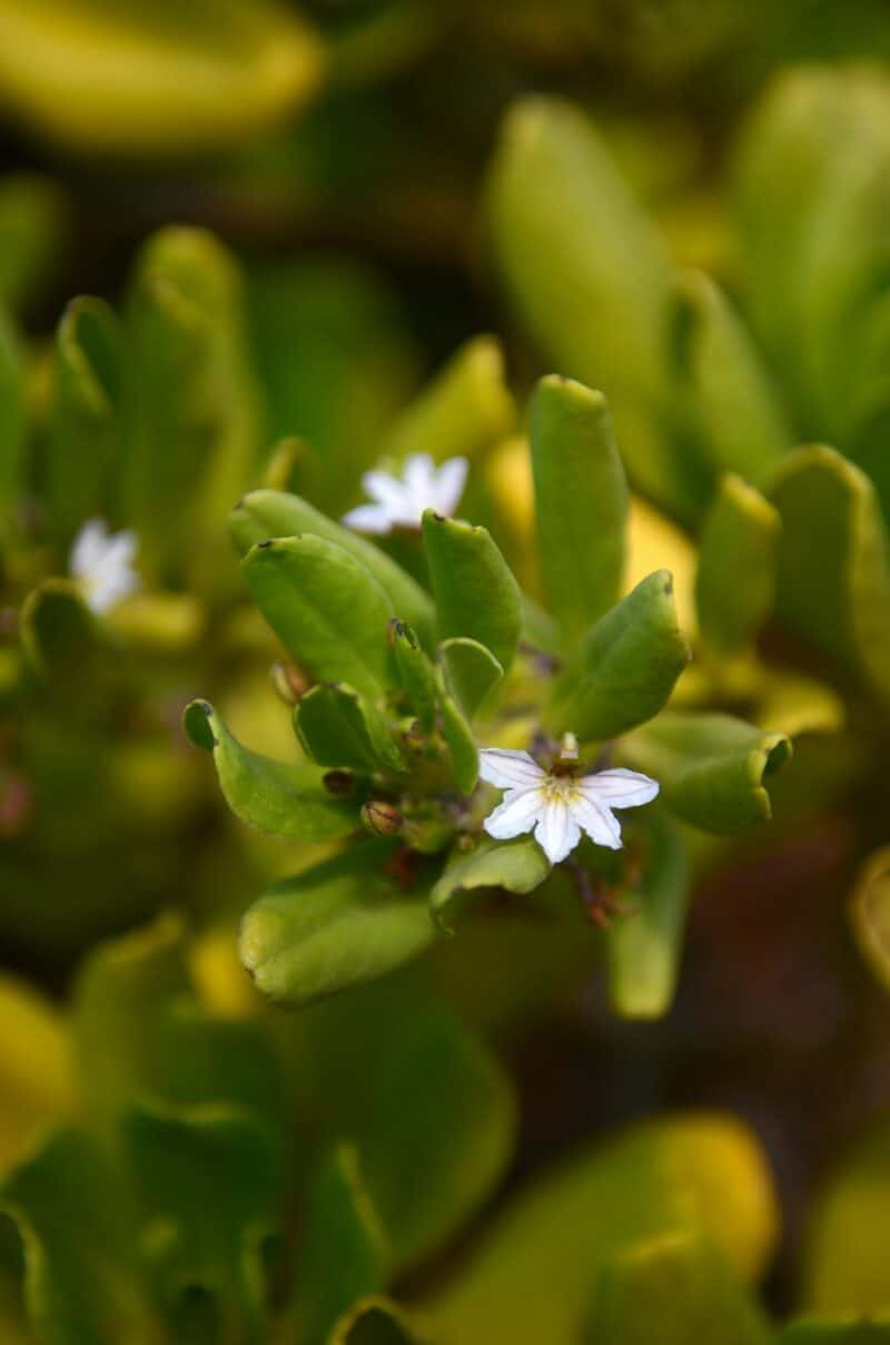 A naupaka shrub with thick green leaves and a small white flower whose petals all fan to one side, forming a half-flower.