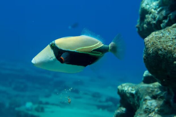 You will find lots of marine wildlife at the chosen snorkeling spot. Image: Holoholo Charters.
