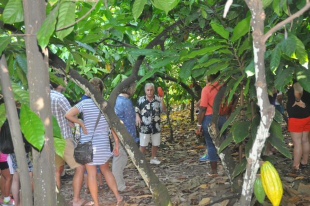Owner Bob Cooper shows a cacao pod growing on a tree to tour visitors, Original Hawaiian Chocolate Factory, Kona