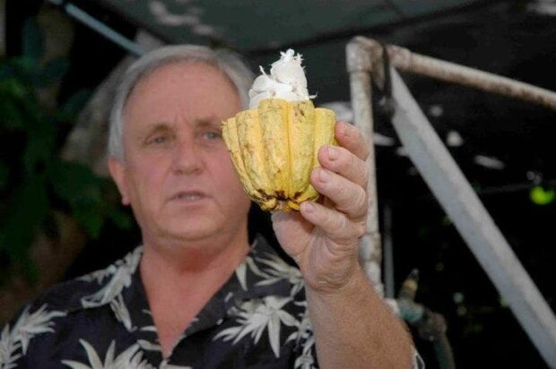 A freshly cut cacao pod revealing white pulp-covered seeds inside, Original Hawaiian Chocolate Factory, Kon
