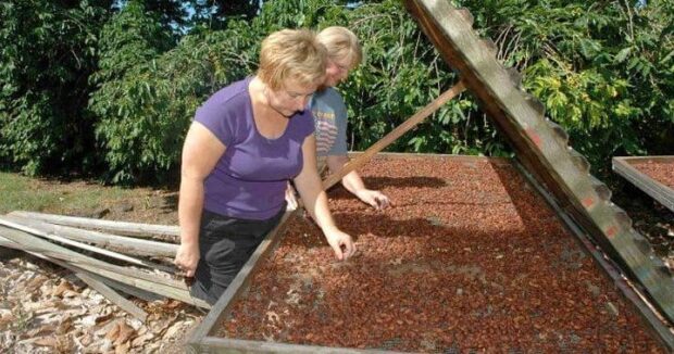 Two tour visitors inspect cacao seeds spread out to dry at the Original Hawaiian Chocolate Factory farm, South Kona