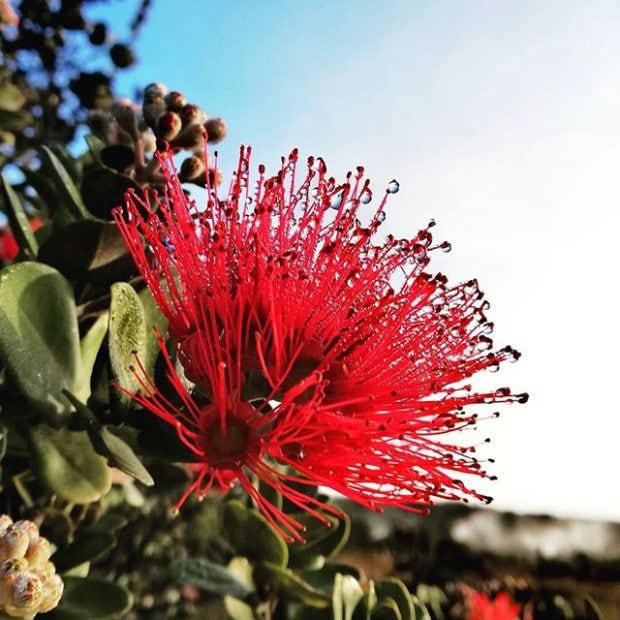 Ohia Lehua flower