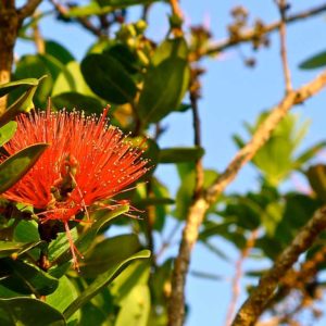 Red Ohia Lehua flower