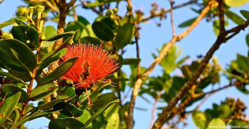 Red Lehua blossom of the Ohia tree