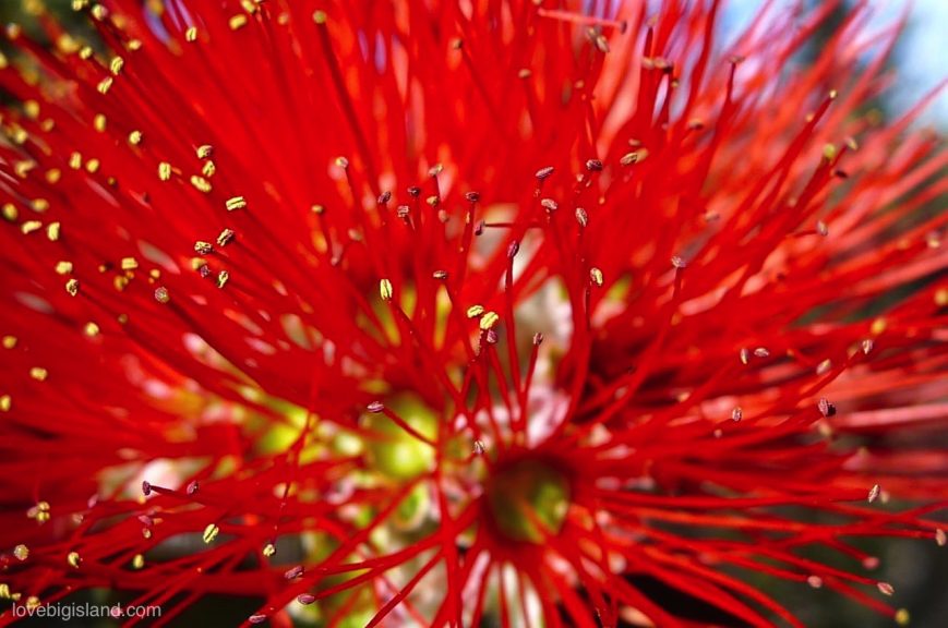 Red Lehua blossom of the Ohia tree in the Hawaii Volcanoes National Park