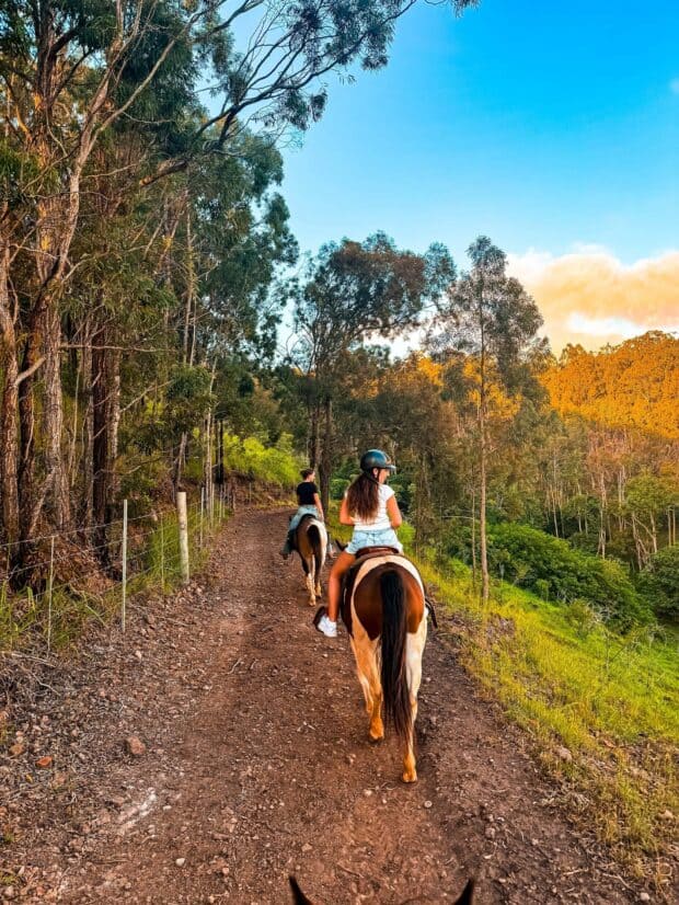Two riders on horseback on a wooded dirt trail lined with eucalyptus at Pālehua