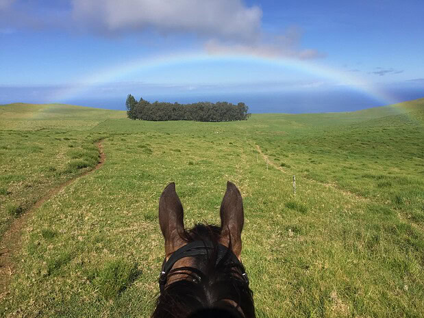 horse in foreground, full rainbow arc over Kohala hills in background