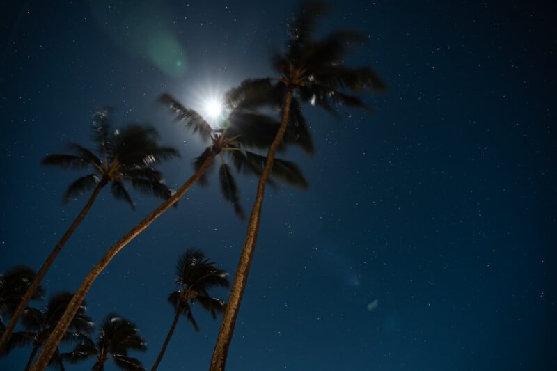 moon behind palm trees at night on Hawaii