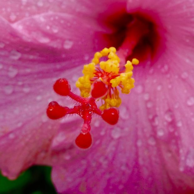 Pink Hibiscus flower