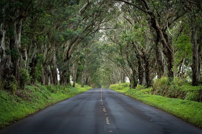 The Poipu Tree Tunnel on Kauaʻi