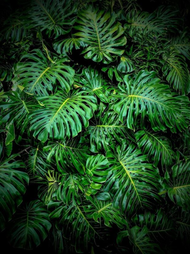 Monsterra leaves in Hawaii