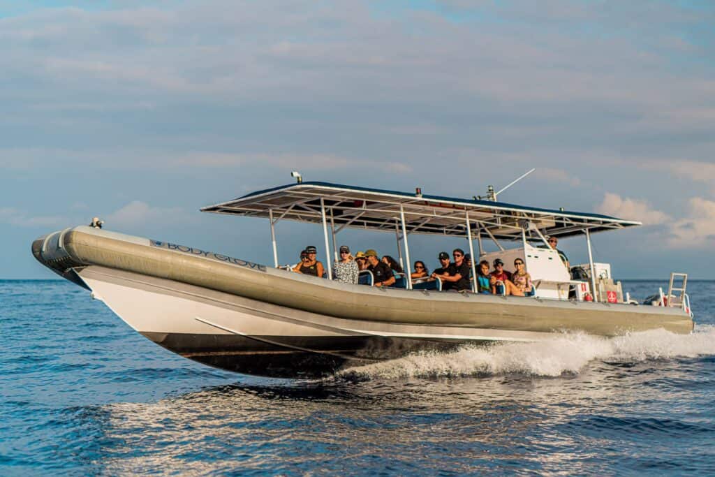 Super-Raft Speedboat Whale Watch (2.5 hours, $125)
