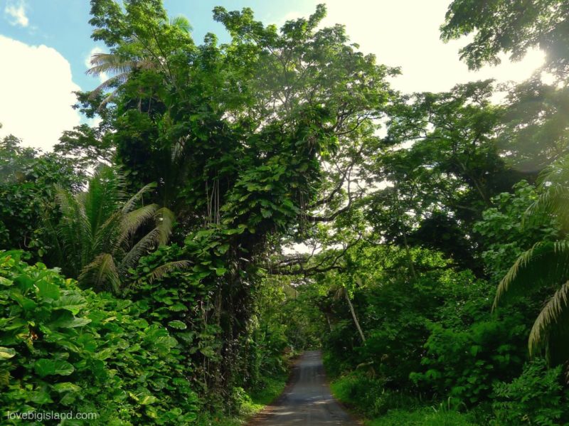 The Kalapana - Kapoho road (also known as red road) is one of the most scenic drives on the Big Island