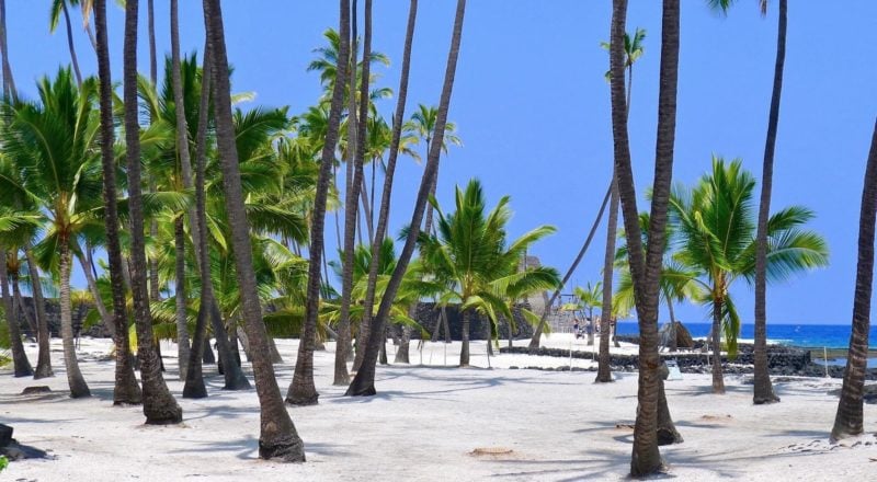 coconut grove in Pu'uhonua (place of refuge) 