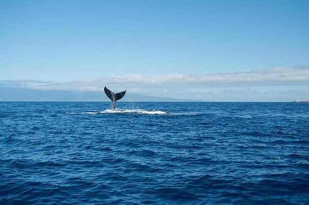 Although humpback whales can be seen from all of the Hawaiian Islands, the shallow Auʻau Channel between Maui, Molokaʻi and Lānaʻi is one of the best whale-watching destinations in the world. Image: Sail Maui.