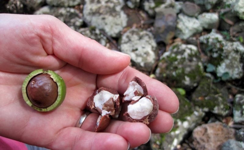 cracked macadamia nut in hand