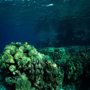 underwater photo of coral reef and yellow fish in kealakekua bay