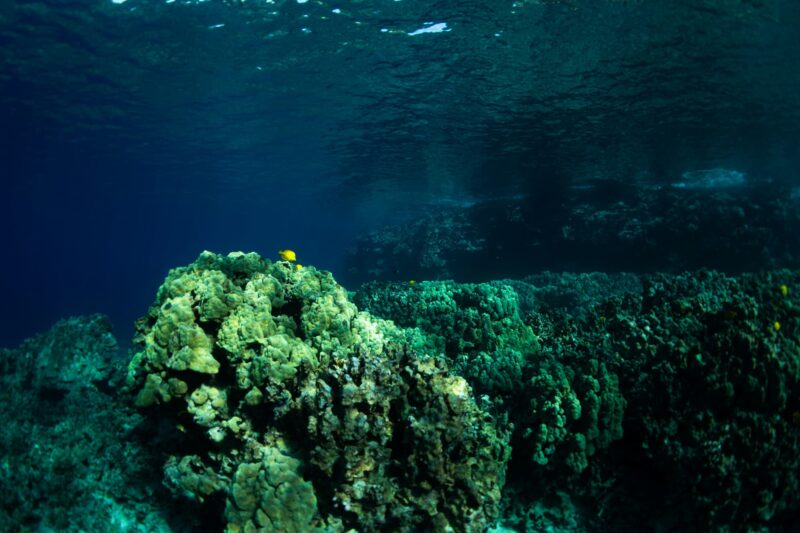 underwater photo of coral reef and yellow fish in kealakekua bay