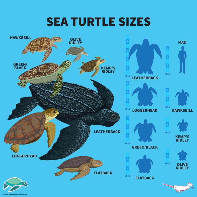 Sea turtle size comparison chart